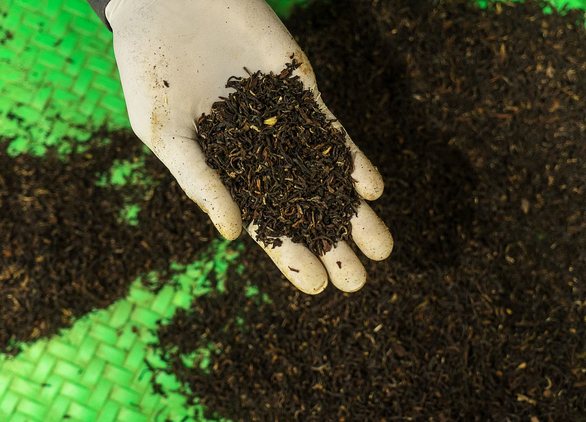 ICICI Securities: Black Tea Will Remain Major Sub-Segment Within Tea In India