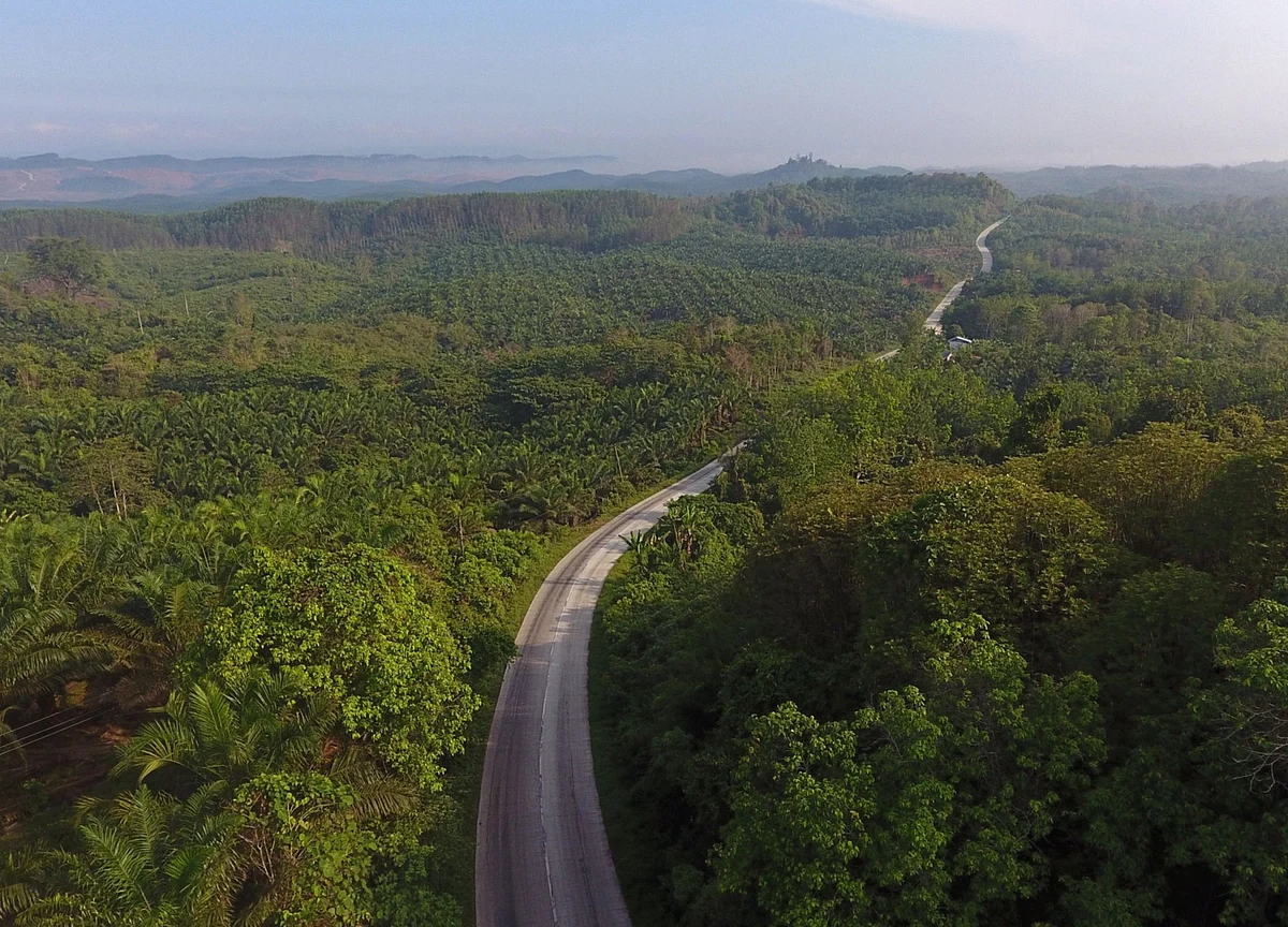 China’s 40-Year, Billion-Tree Project Is a Lesson for the World