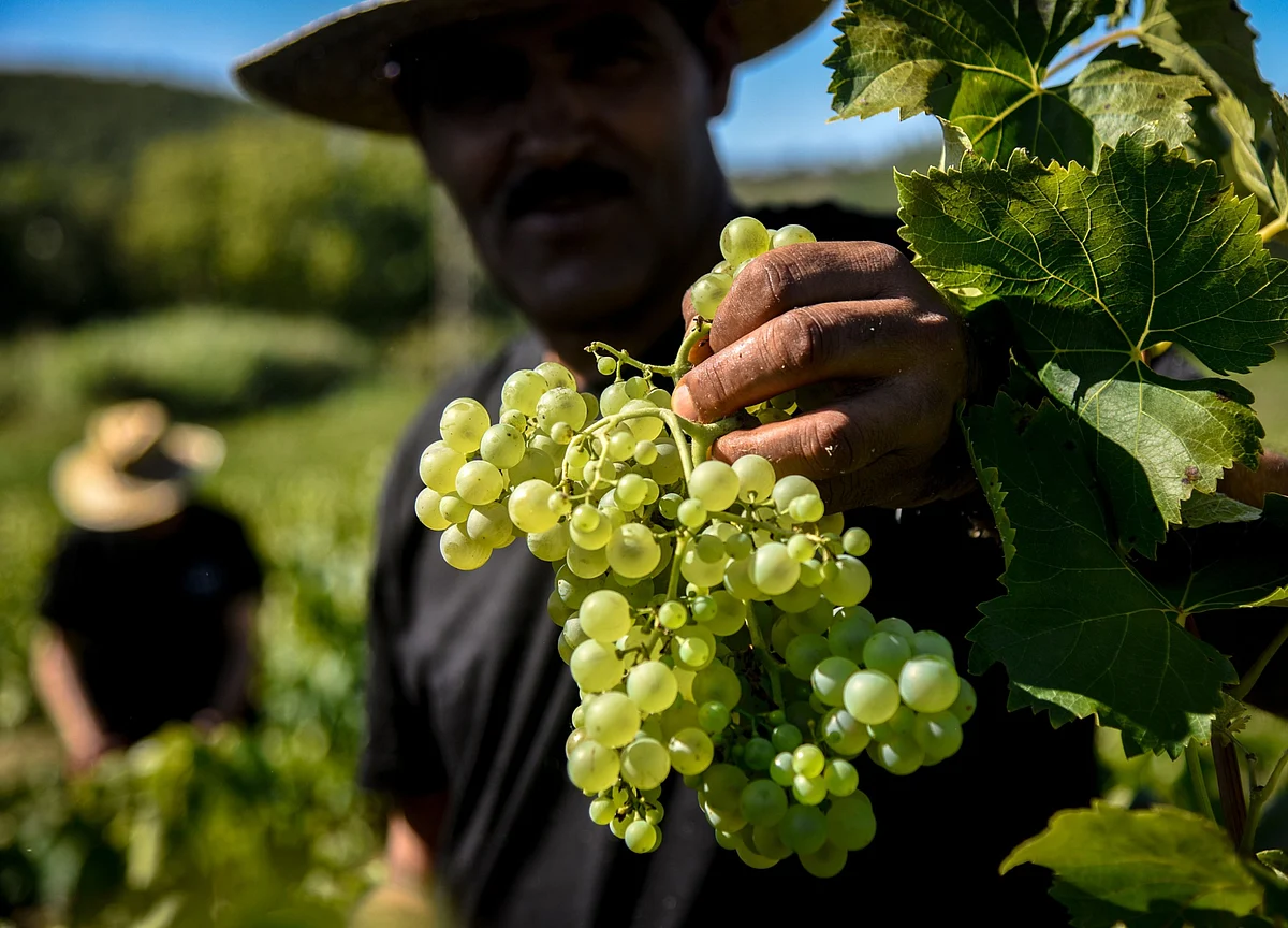 Around the World, the 2020 Wine Harvest May Be Most Troubled Ever
