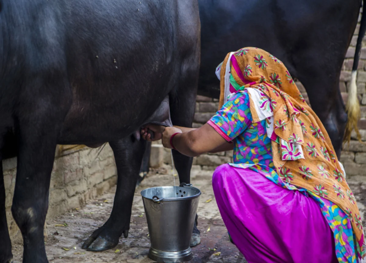 ICICI Securities: Dairy Firms To Defer Hikes Due To Lower Milk Procurement Prices