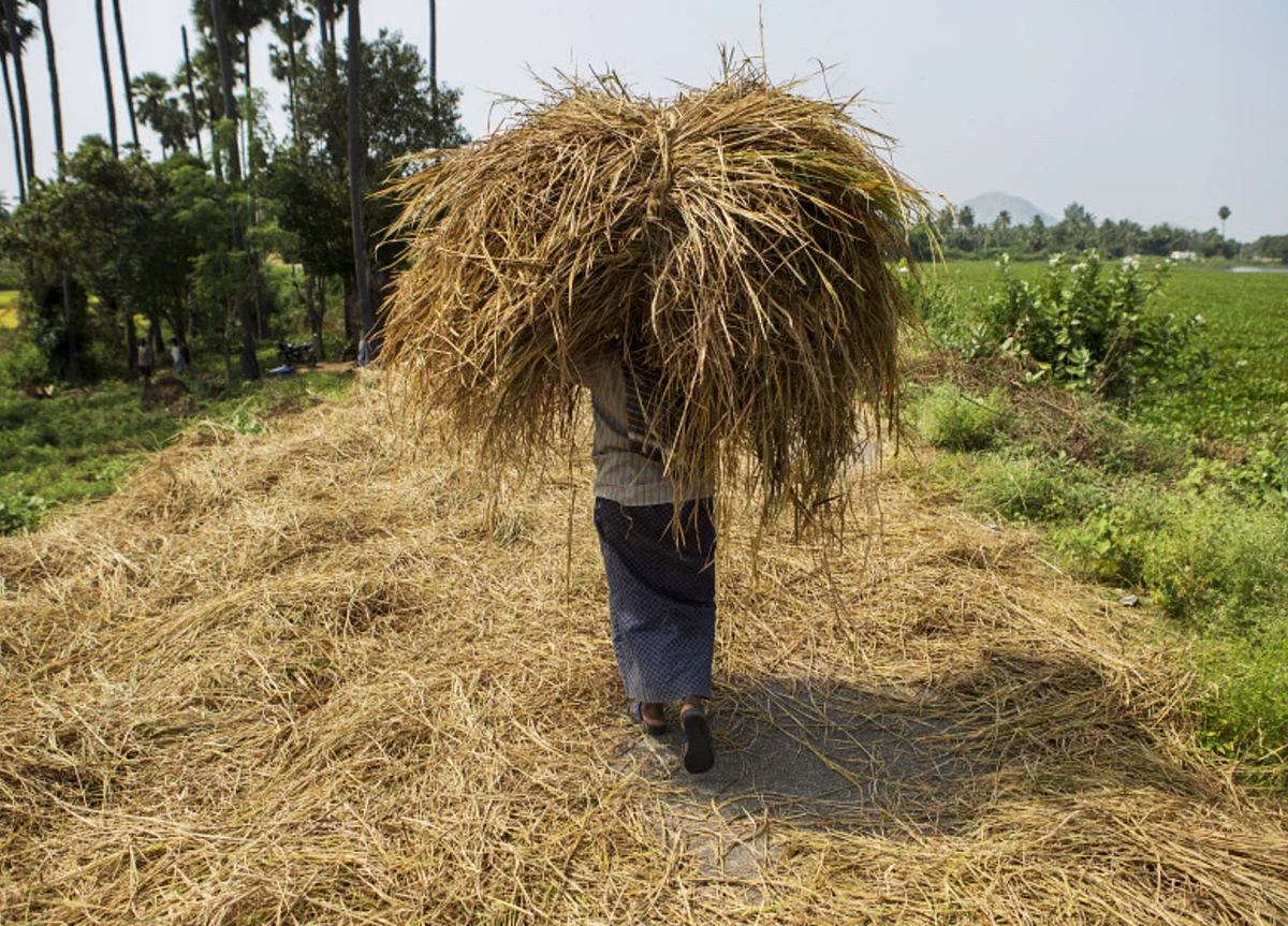 Government To Shell Out Rs 1.40 Lakh Crore For Procuring Paddy At MSP In Kharif Season