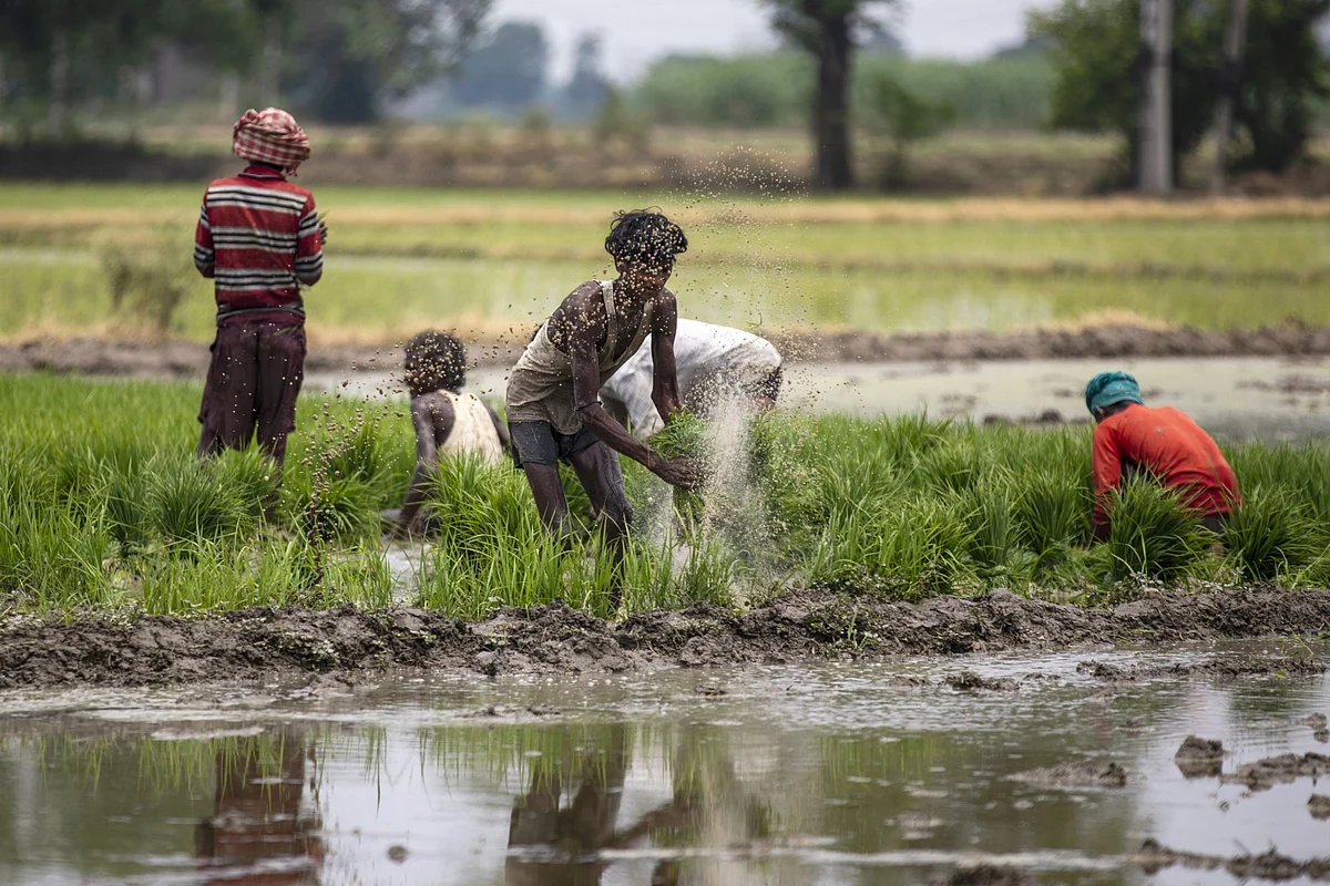 MSP Procurement Of Kharif Paddy To Begin Immediately In Punjab, Haryana