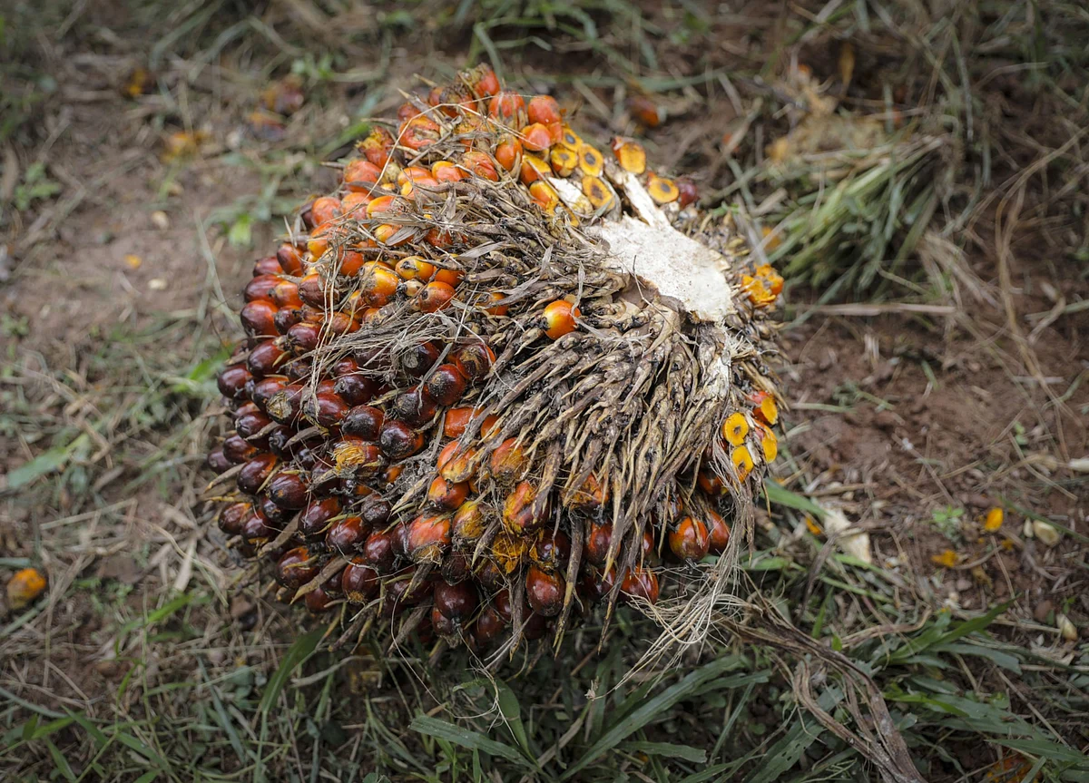 India Cuts Import Duty on Palm Oil to Support Consumers