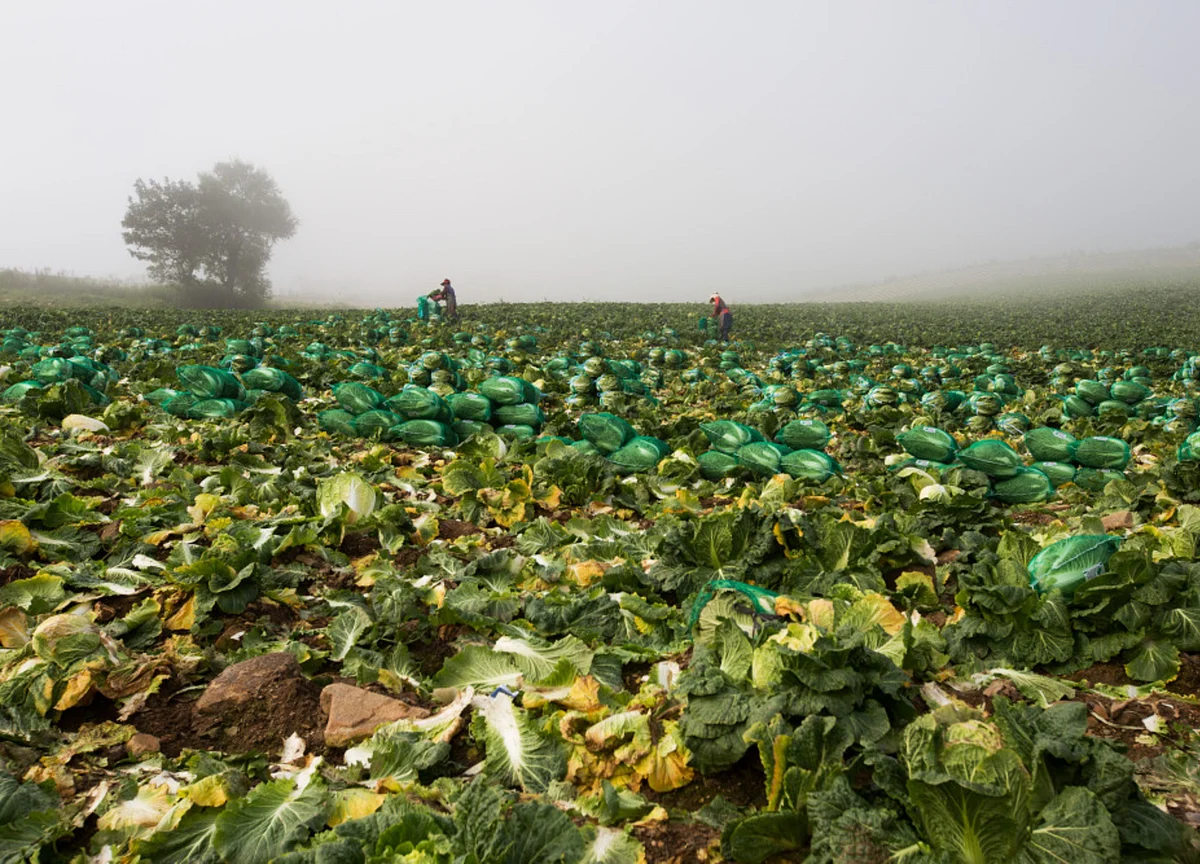 A Kimchi Disaster Is Brewing After Cabbage Fields Crippled