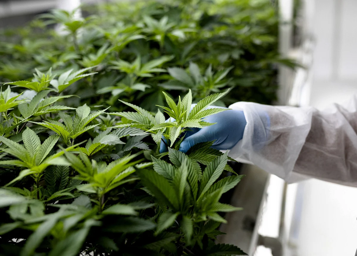 New Zealand Voters Say No to Legalizing Recreational Weed