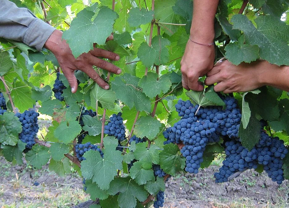Organic Winemaking Is a Zoo With Armadillos, Falcons, and Pigs