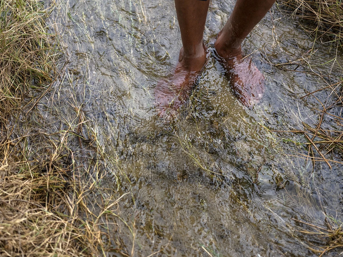 A farmhand stands in a rice field at a farm in Karnal district, Haryana, on June 26, 2020. (Photographer: Prashanth Vishwanathan/Bloomberg)
