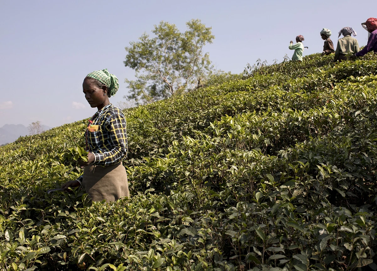 Why Tea Producers’ Margins Will Remain Under Pressure