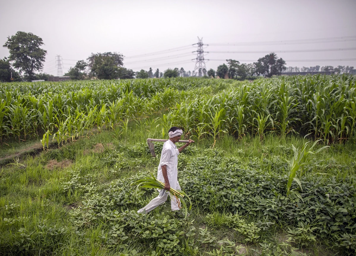 Dolat Capital: Rallis India Q2 Earnings Below Estimates