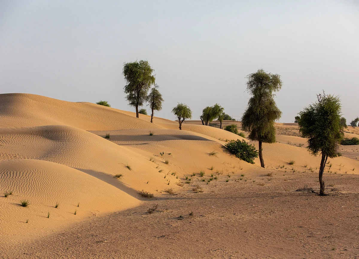 Abu Dhabi Looks to Desert and Space Farming to Boost Food Supply