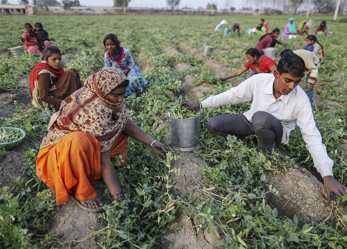 Bountiful Monsoon Rains Set to Boost India’s Agriculture Growth