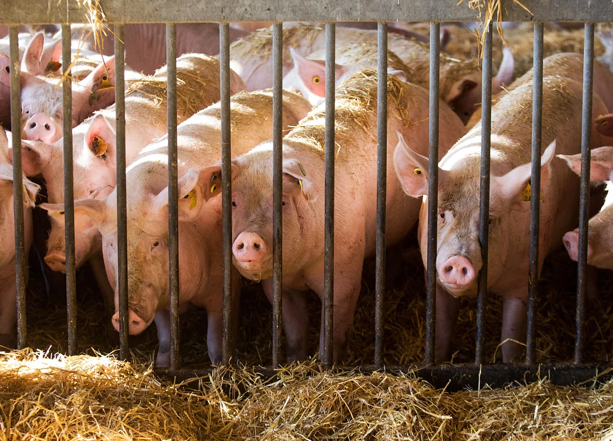 Pork Piles Up in Europe as Virus and Swine Fever Slash Sales