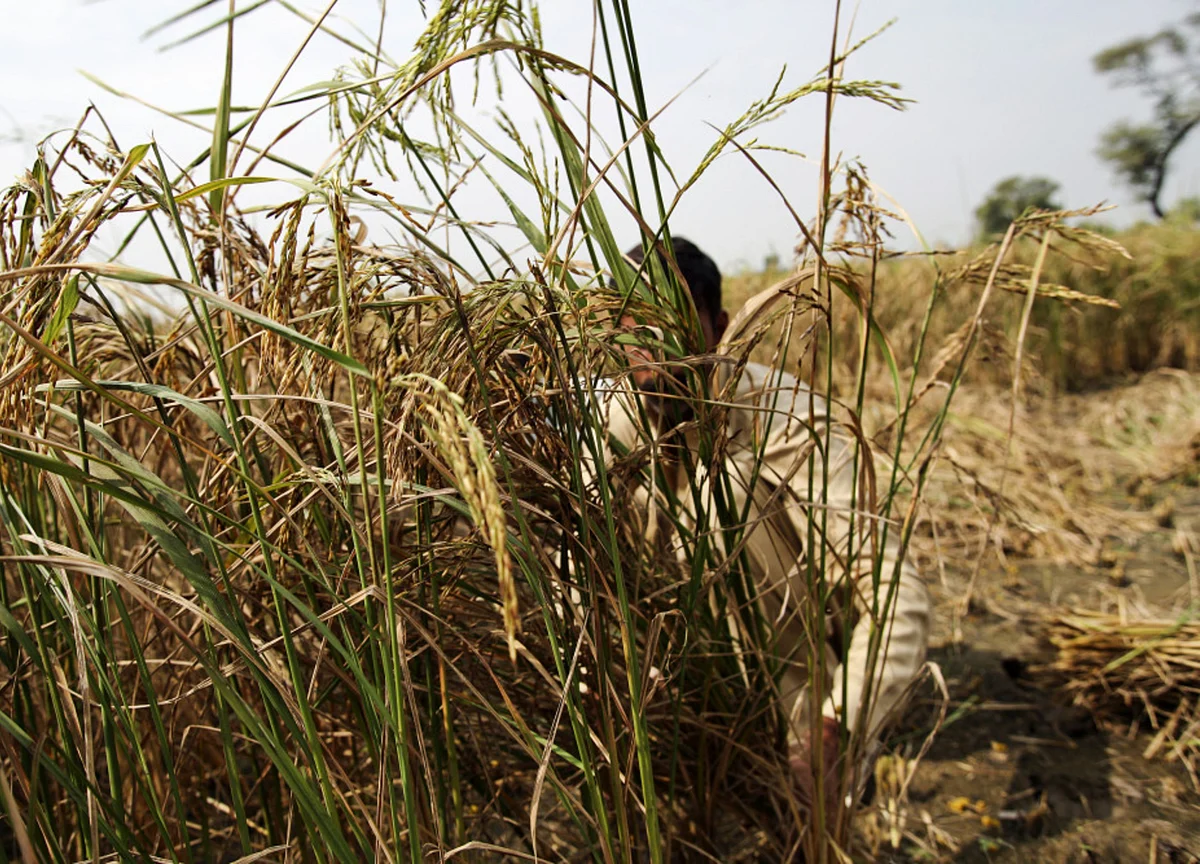 Farmers Protest Updates: Farmers Allowed To Enter Delhi And Protests In Burari