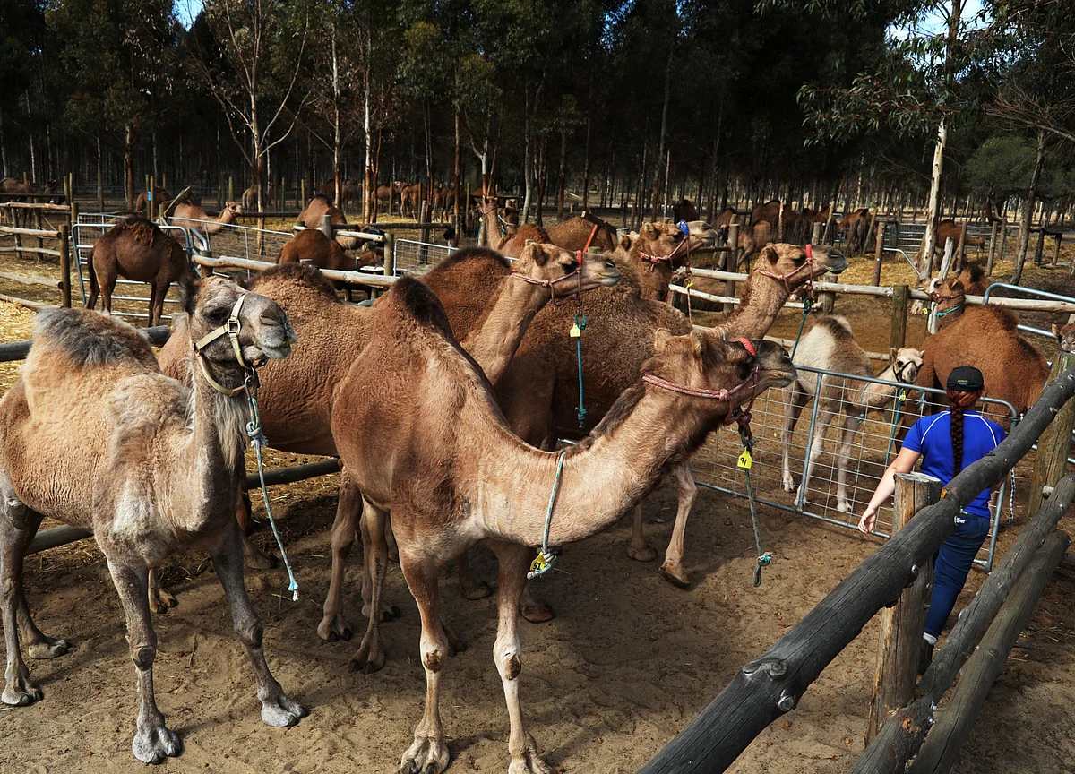 Shipping Camels to China Is Goal of Sudan’s $140 Million Port