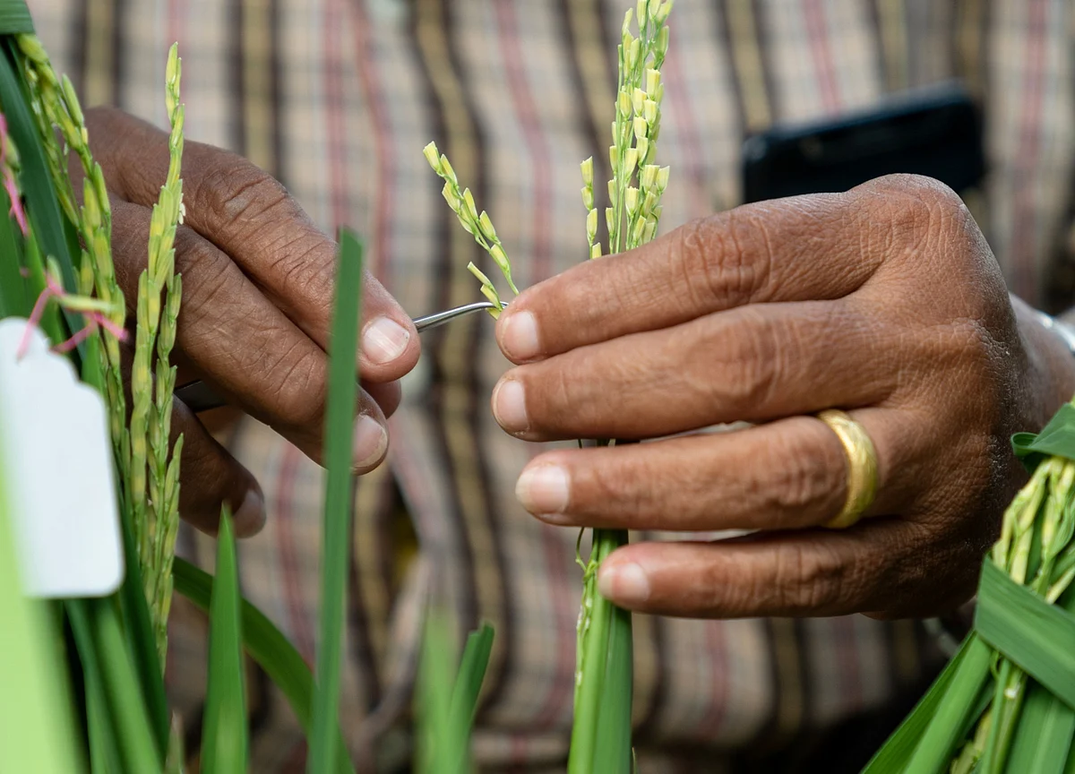Thailand Bets on a New Rice Grain to Feed the World
