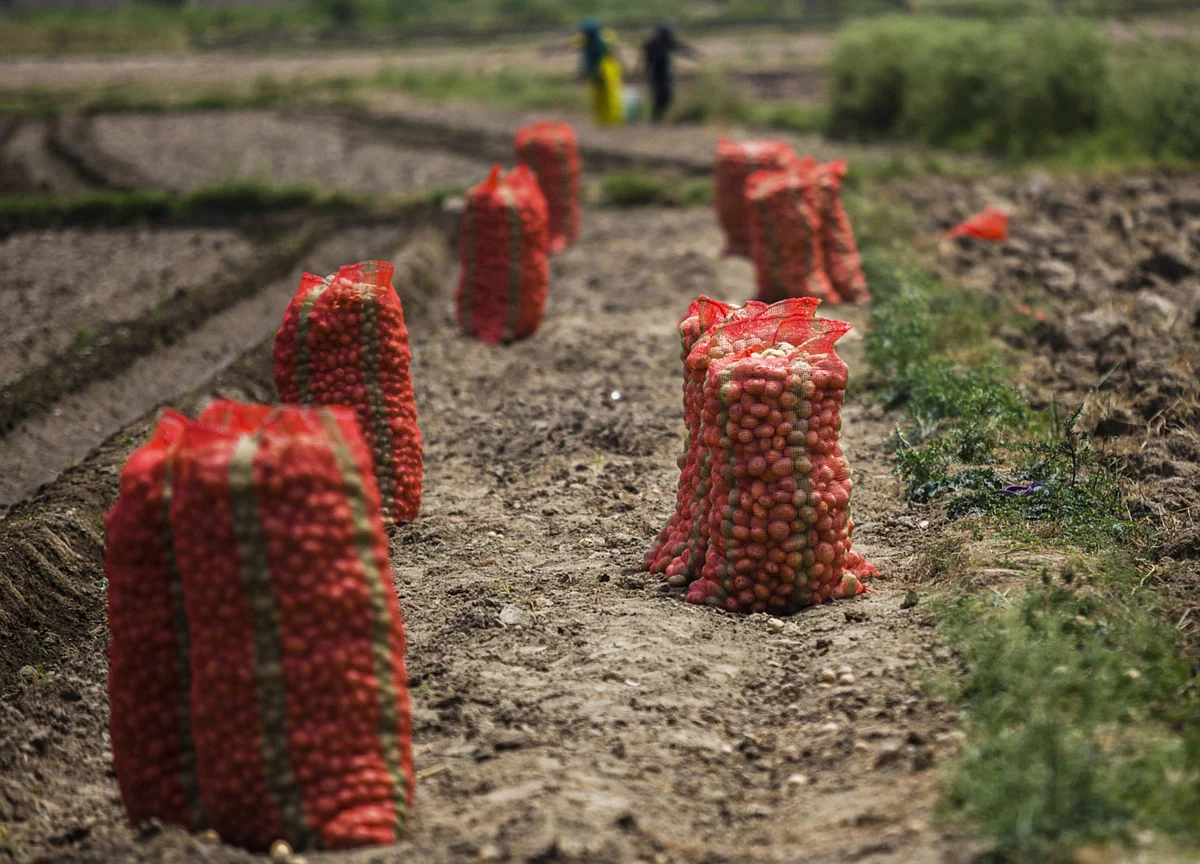 Vegetable Prices May Remain Unpalatably High For India’s MPC