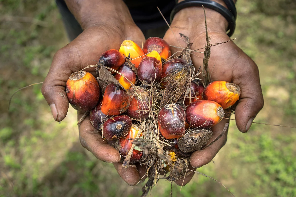 ICICI Securities: Godrej Agrovet - A Beneficiary Of 60% Increase In Palm Oil Prices