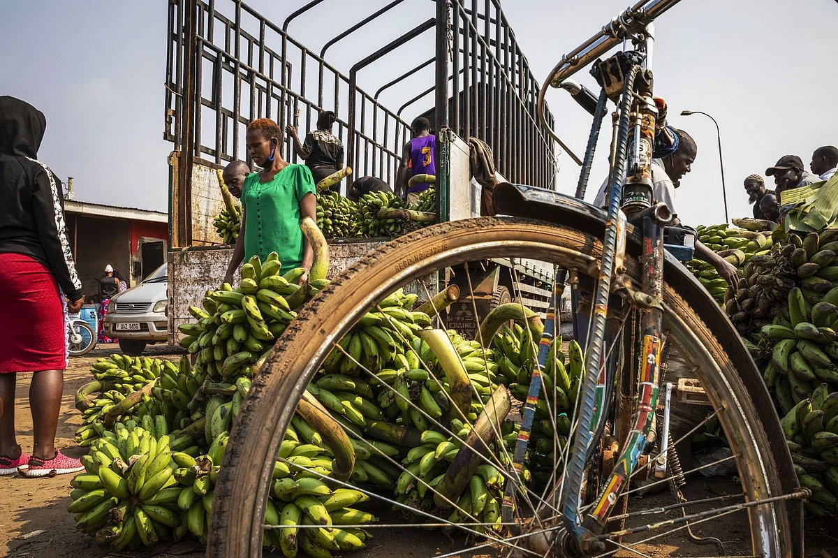 Vendors offload bananas at a market in Kampala, Uganda, on July 23. The African nation was quick to shut its economy with the emergence of the virus in the region. Photographer: Katumba Badru Sultan/Bloomberg 