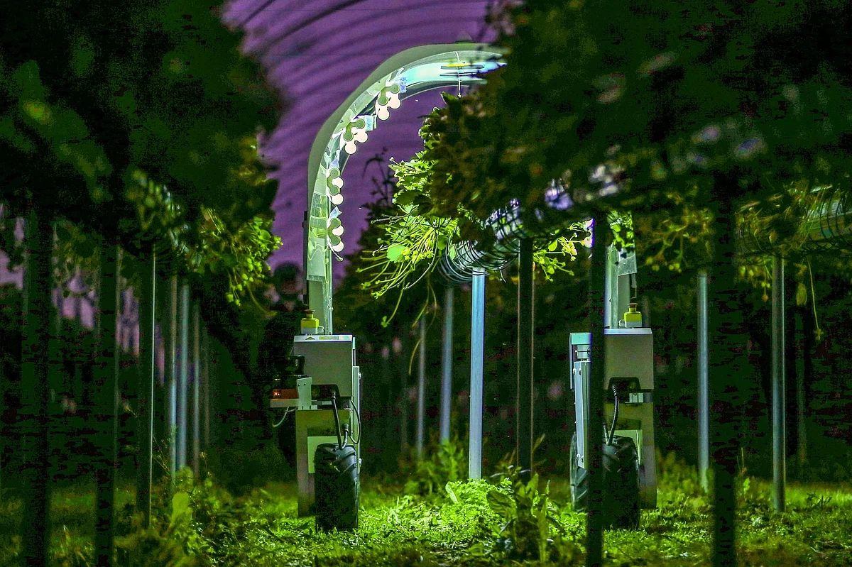 A Saga Robotics Thorvald robot performs a UV light treatment on strawberries during trials organized in Kent, England, on June 29. Photographer: Hollie Adams/Bloomberg 