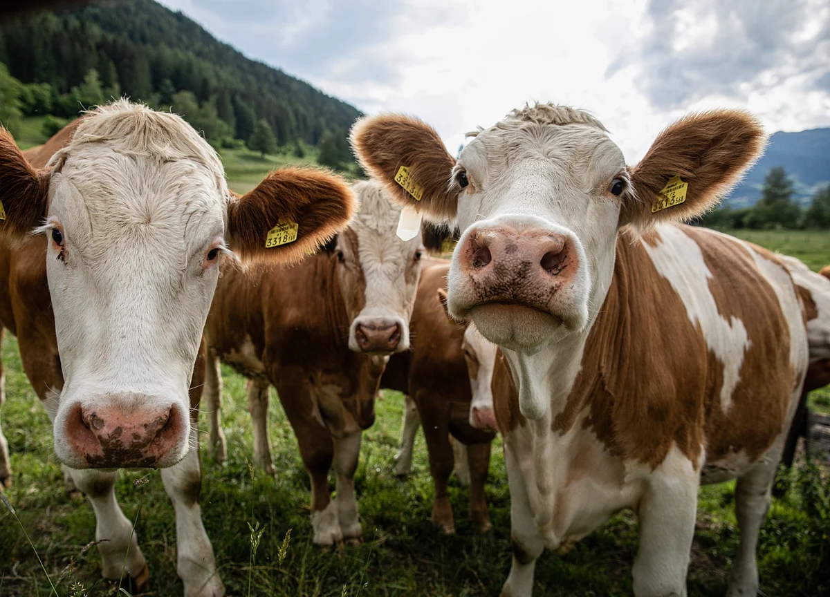 Eating Less Beef Can Save Lives and Help Climate, Lancet Says