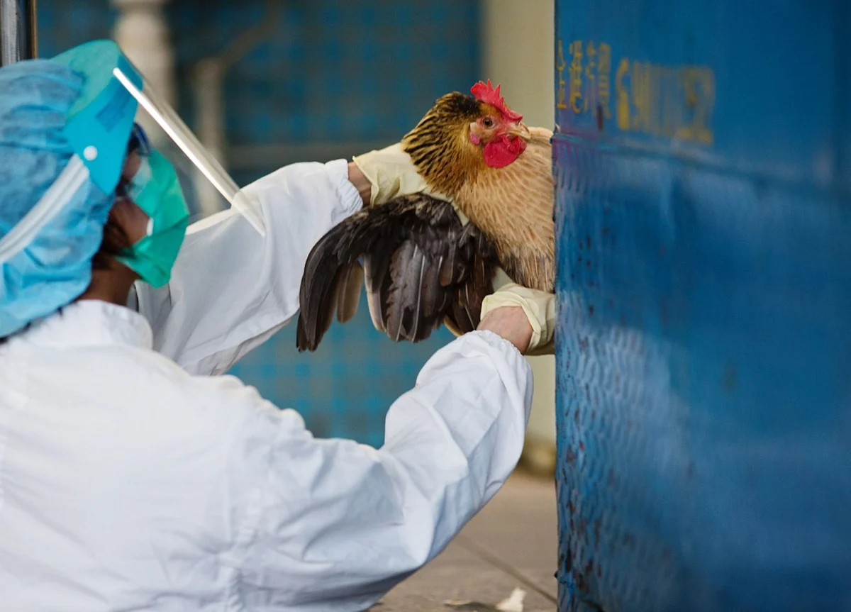 Bird Flu Confirmed In Delhi, All 8 Samples Sent To Bhopal Lab Tested Positive: Officials