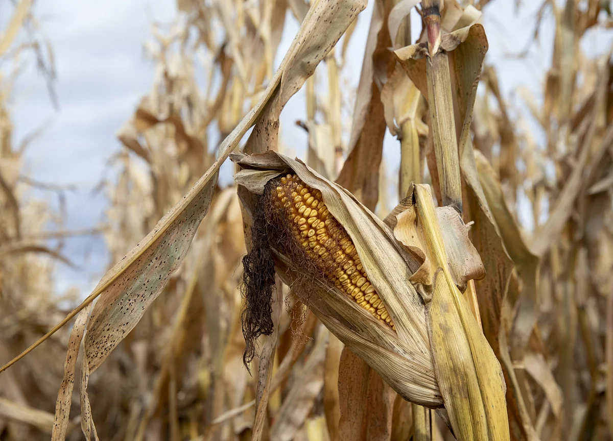 China Approves Two GMO Corn Strains for Imports as Demand Soars