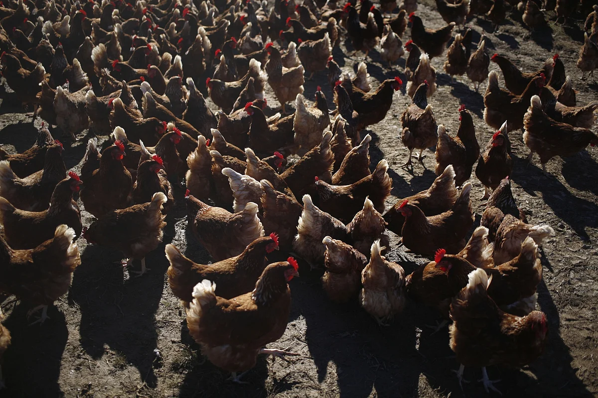 Indian Zoo Stops Feeding Chickens to Hawks on Bird Flu Fears