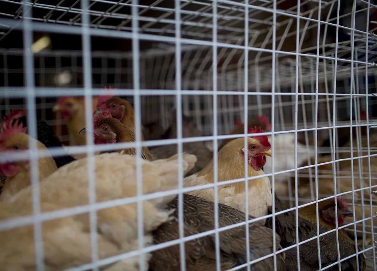Four States in India Report Confirmed Cases of Bird Flu Disease