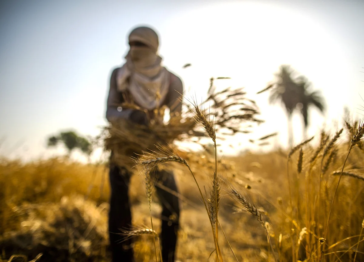 Prosus Bets on AI to Help Reshape India’s $350 Billion Farm Industry