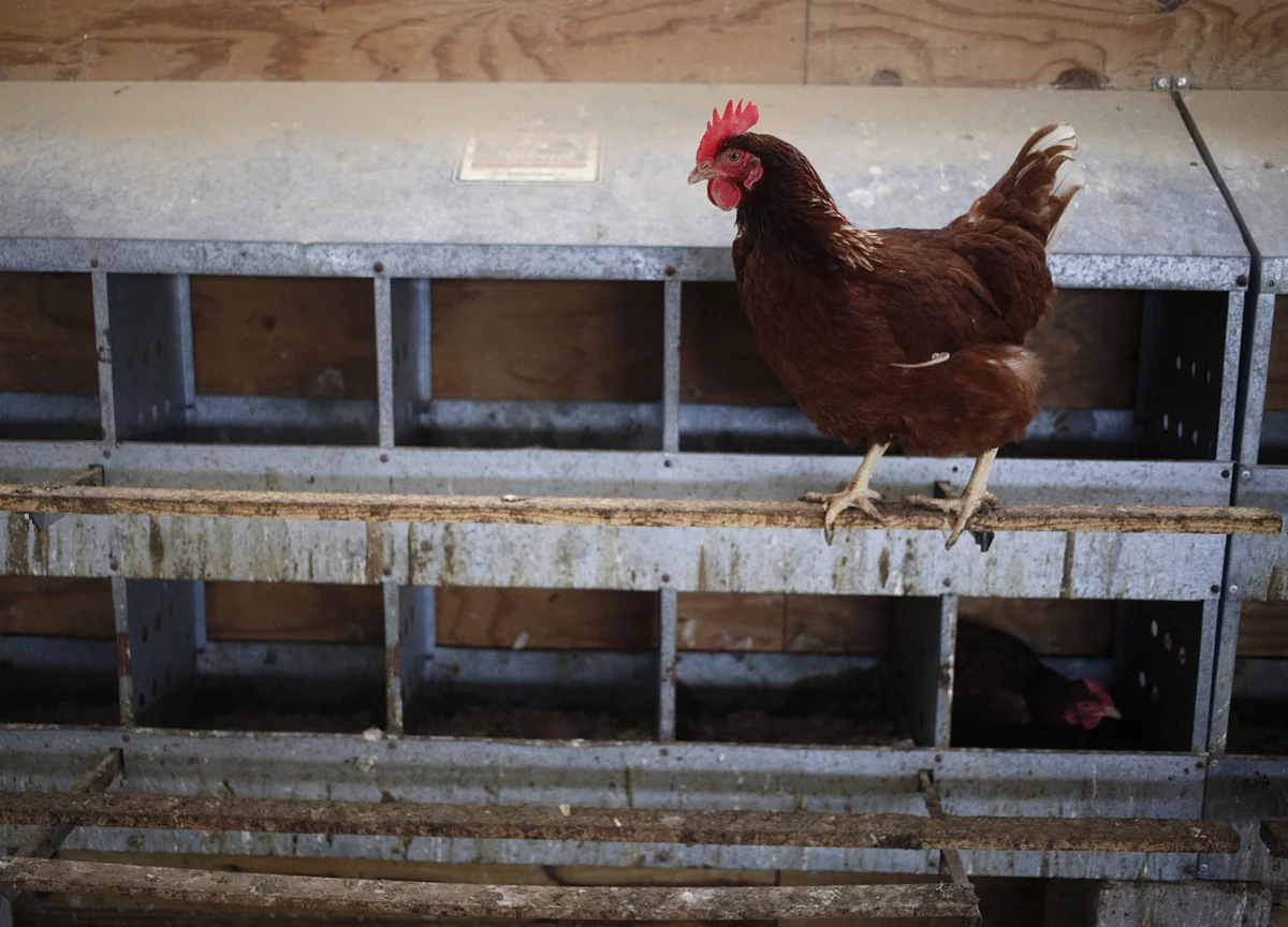 The Chicken And Egg Dilemma Of IPO Financing Returns