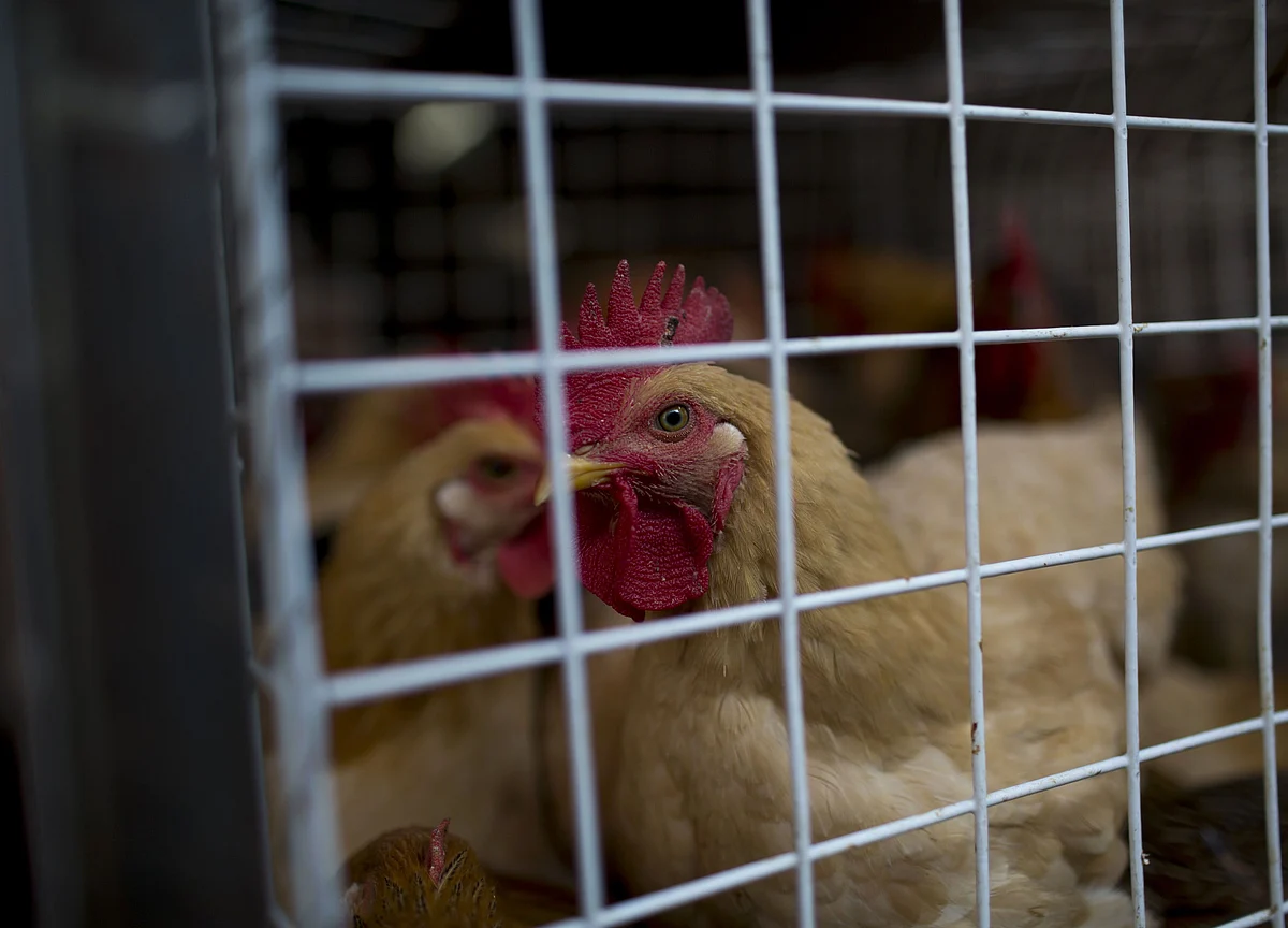 50 Birds Die In Delhi, Officials Look Into Avian Flu Angle