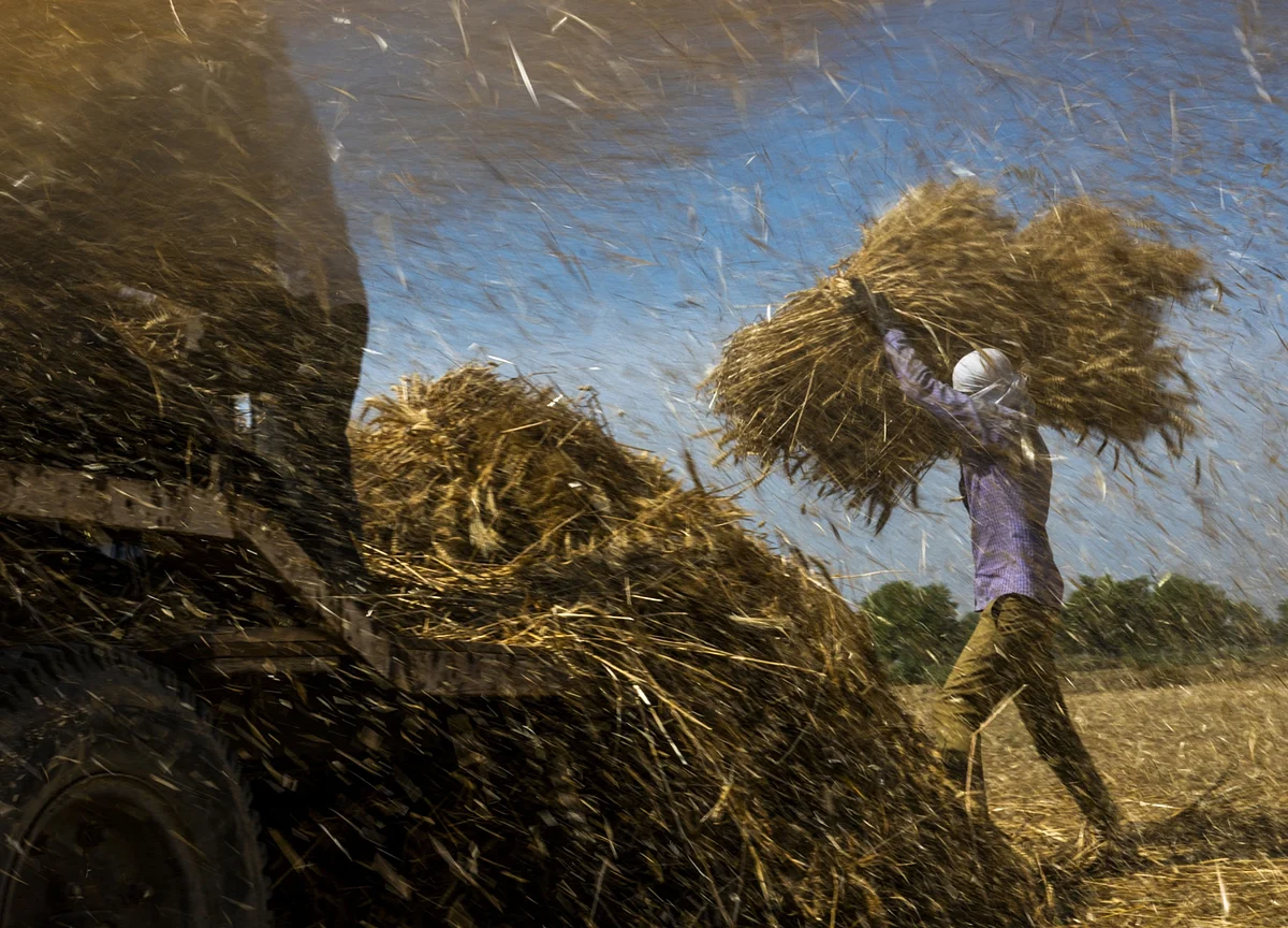 Temasek Fund Backs India Startup Bringing AI Technology to Farms
