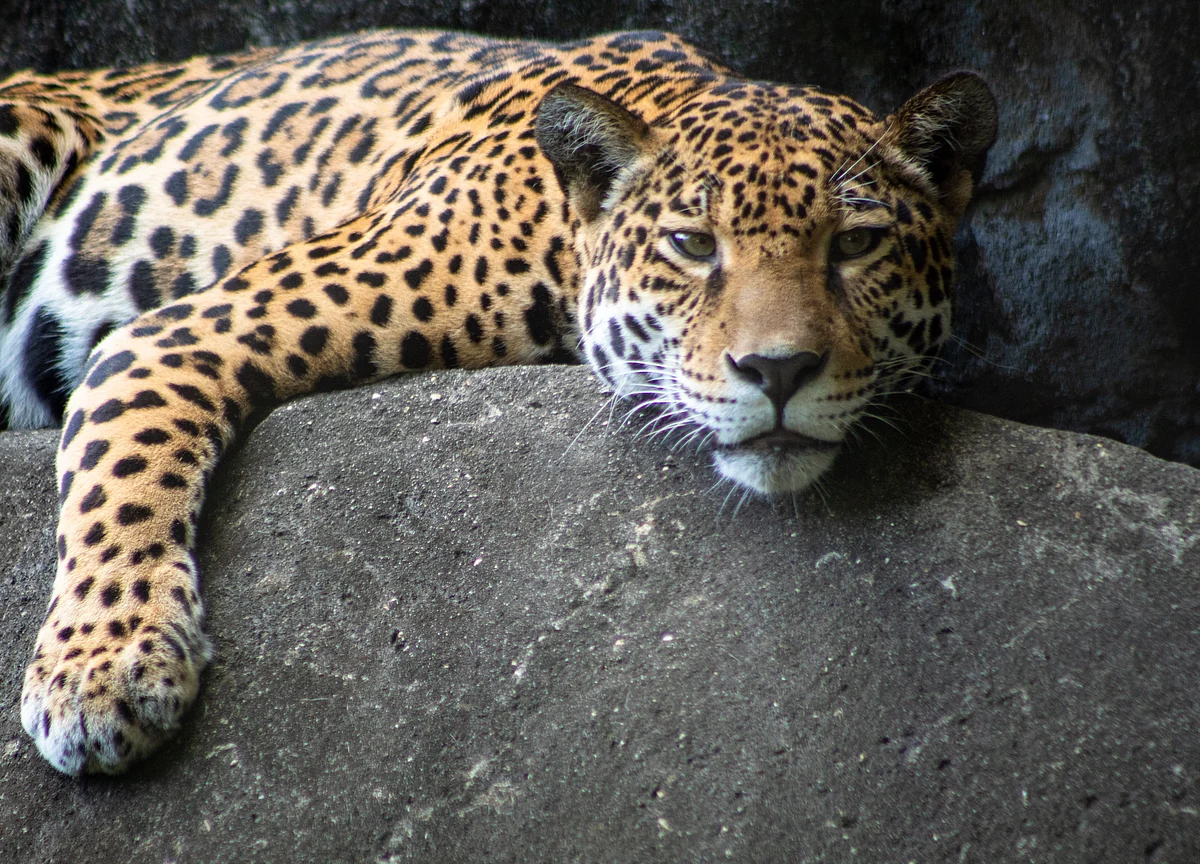 Pet Projects for the Ultra-Rich: Komodo Dragons, Sport, Museums
