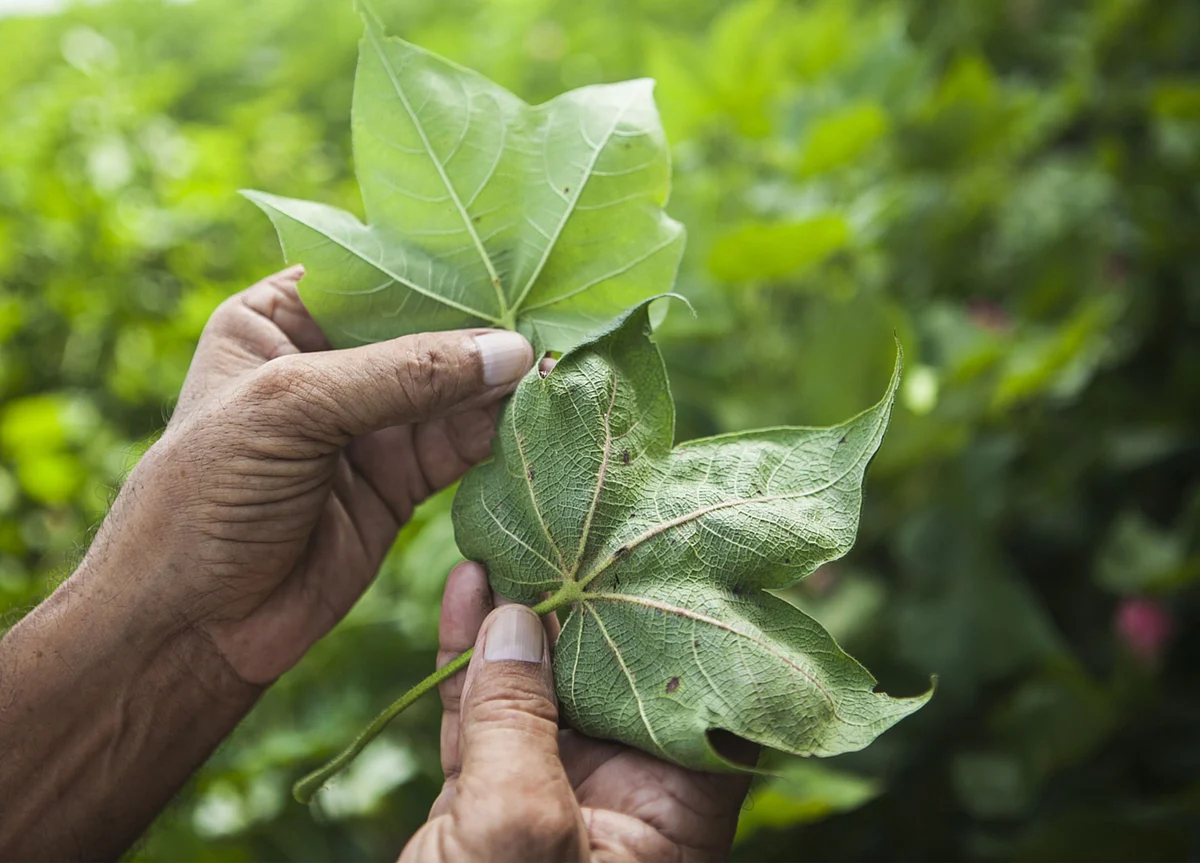 Heranba Industries IPO: What You Need To Know
