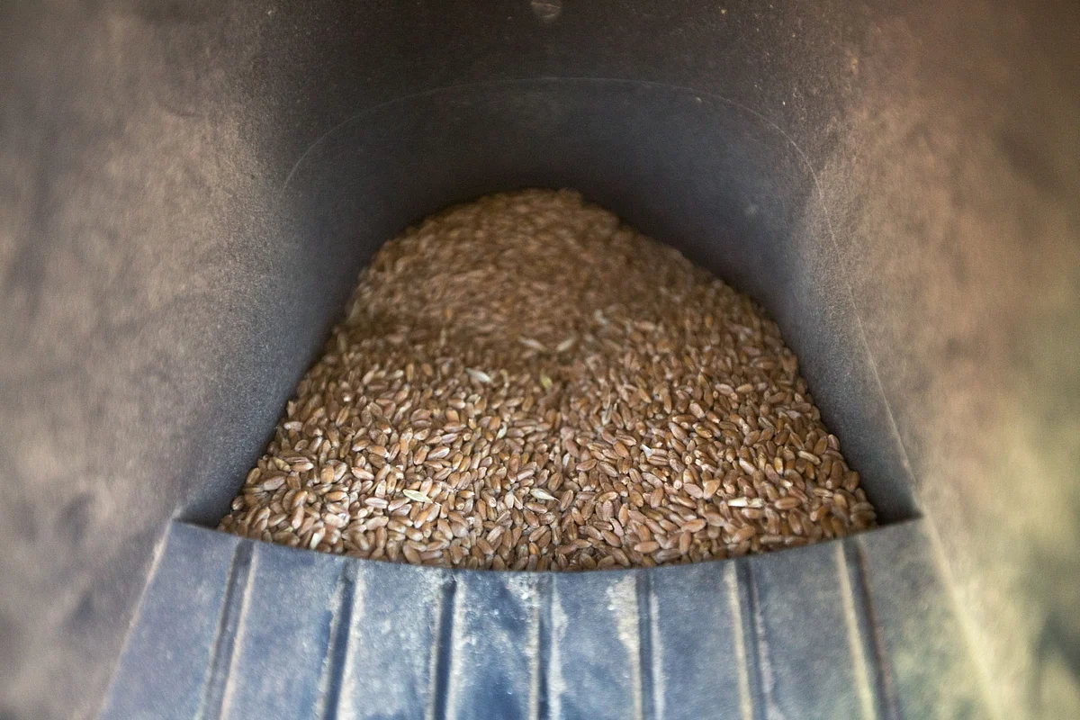 Russia Faces Wheat Trade Disruption Caused by Complex Export Tax