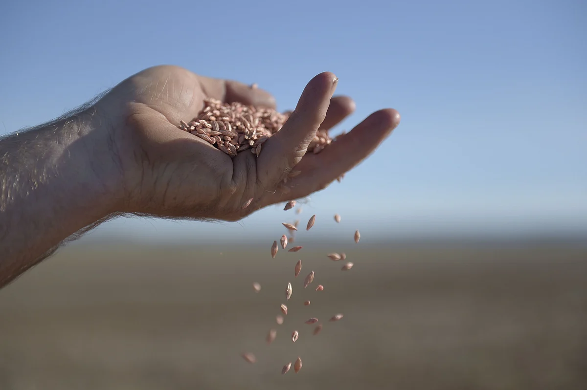 Move Over China as Australia Finds New Home for Barley in Saudi