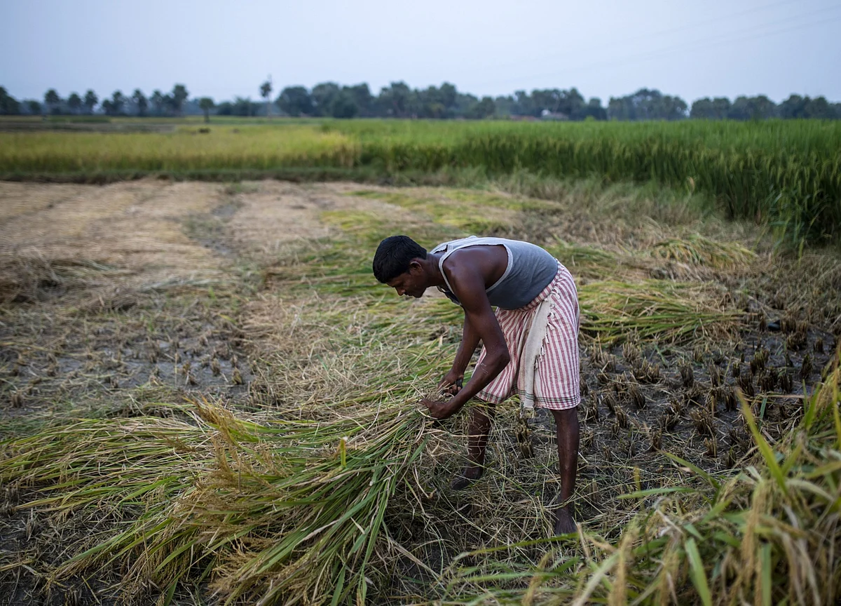 No Final Call Taken On Direct Cash Transfer Of Fertiliser Subsidy To Farmers: Government