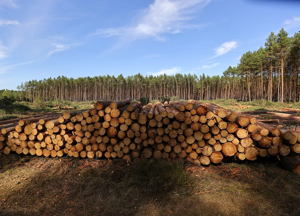 Global Business Seen Facing $53 Billion Hit From Deforestation