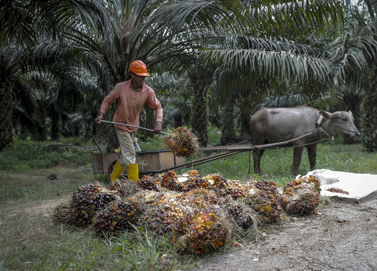 Palm Oil Purchases by India to Soar as Users Shun Pricey Rivals
