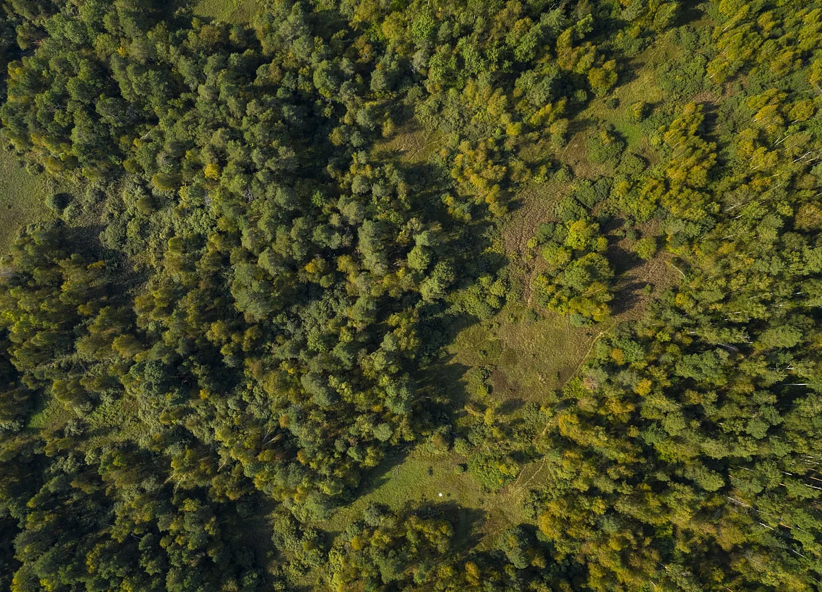 Russia Wants to Use a Forest Bigger Than India to Offset Carbon
