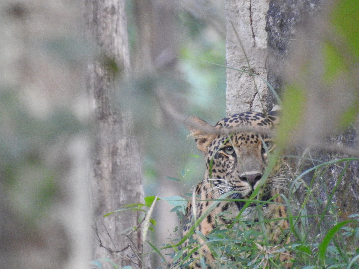 A leopard looks out from an escarpment of rock in Central India. (Photograph: Neha Sinha)