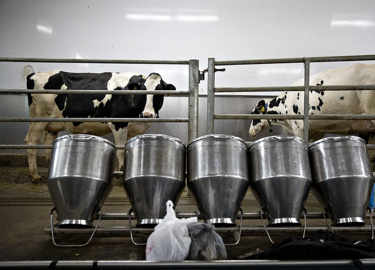 Dairy Sector Check - Organised Players Will Continue To Gain Market Share: ICICI Securities