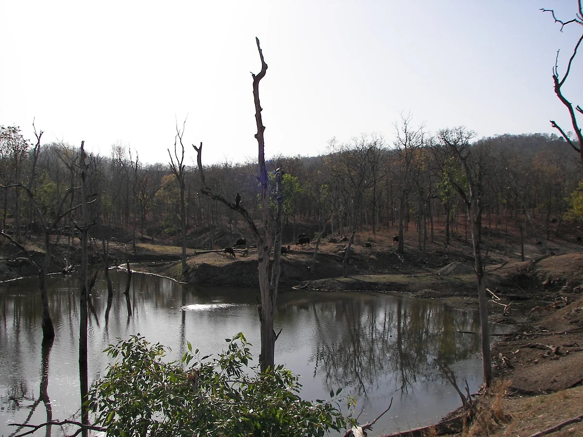 Dead trees in a waterhole in Pench Tiger Reserve, Seoni, Madhya Pradesh. (Photographer: Shalini Ghosh/Bloomberg)