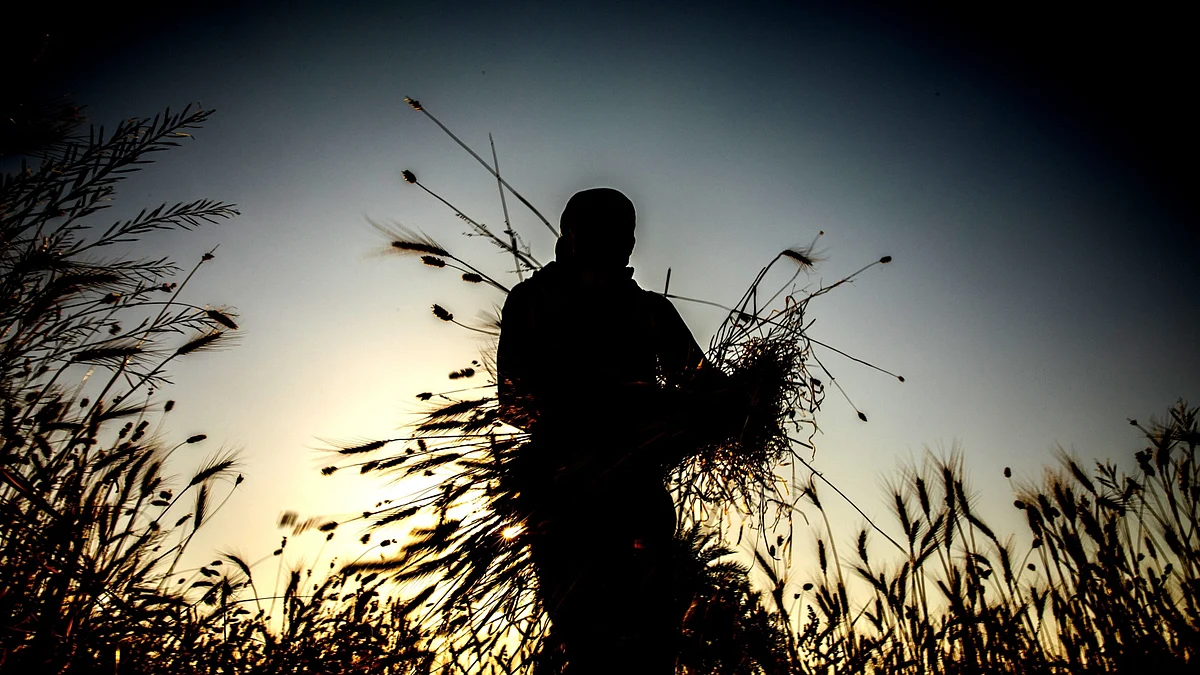A farmer carries a bundle of wheat in India. Photographer: Prashanth Vishwanathan/Bloomberg