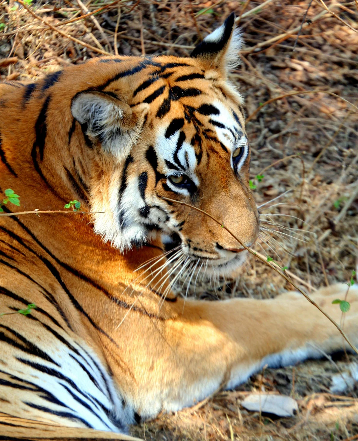 A tigress rests in the shade at Pench National Park in the Seoni District of Madhya Pradesh. (Adam Majendie/Bloomberg News)