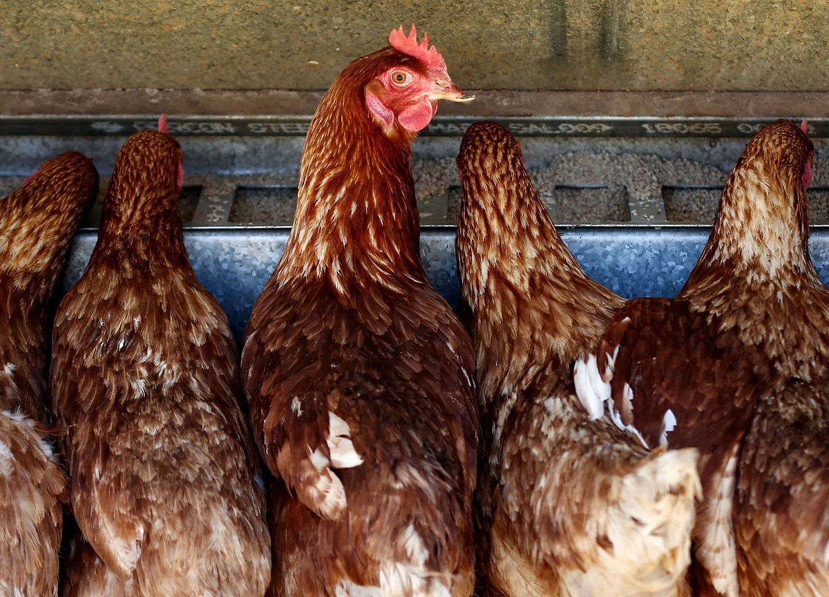 Feeding Chickens Is So Costly It’s Changing Global Trade Flows
