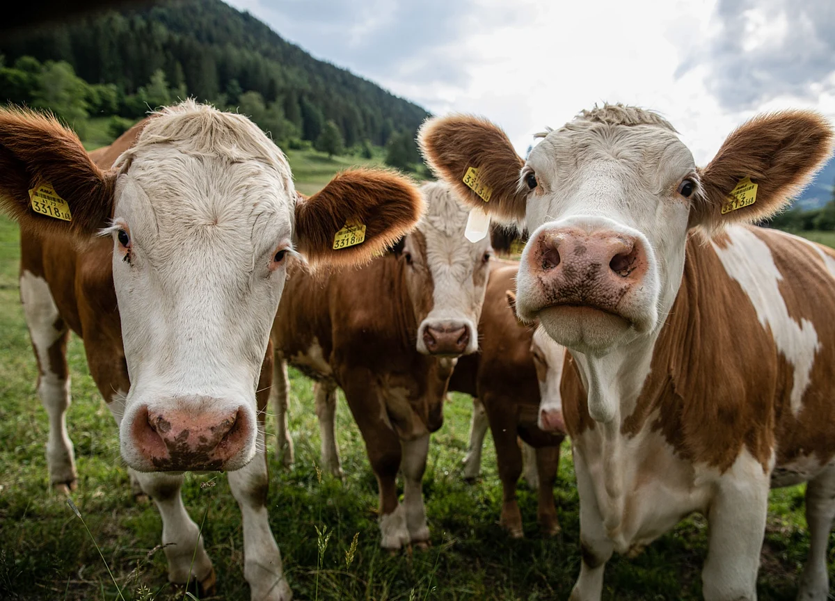 Cow Cocktails and Vaccines Join the Battle to Reach Net Zero