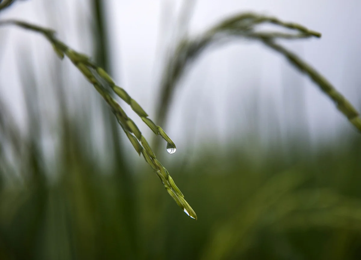 Normal Monsoon in India May Spur Growth of Virus-Hit Economy