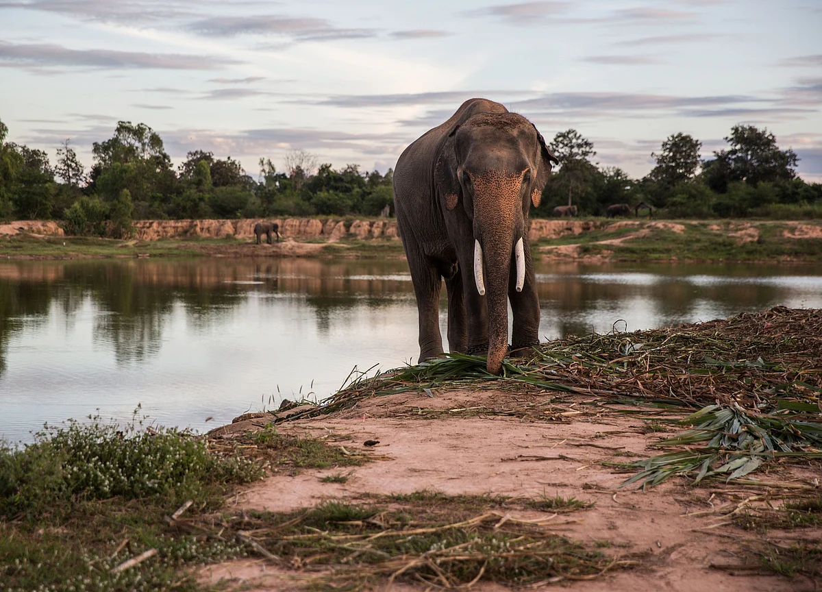 Zimbabwe Considers Mass Elephant Killing, First Time Since 1988