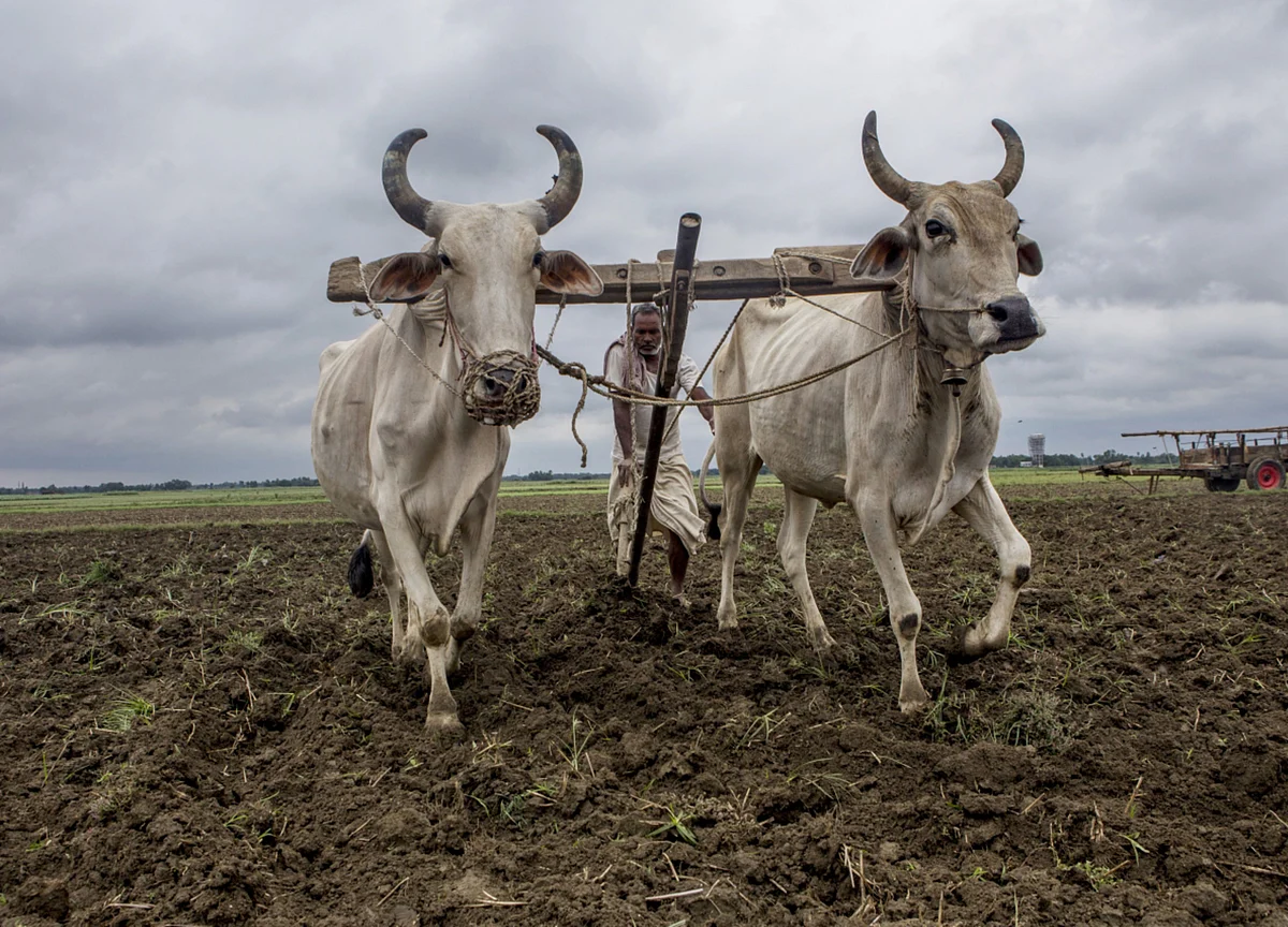 Late Arrival of Monsoon Rains in India May Delay Sowing of Crops